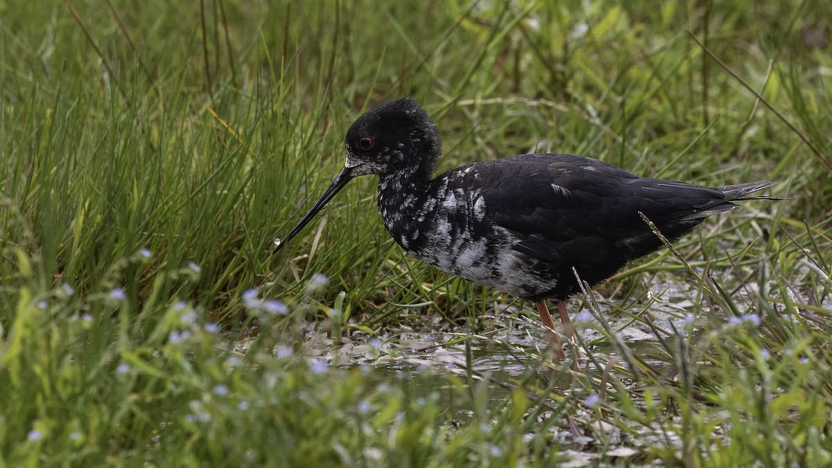 Black Stilt - ML620522250