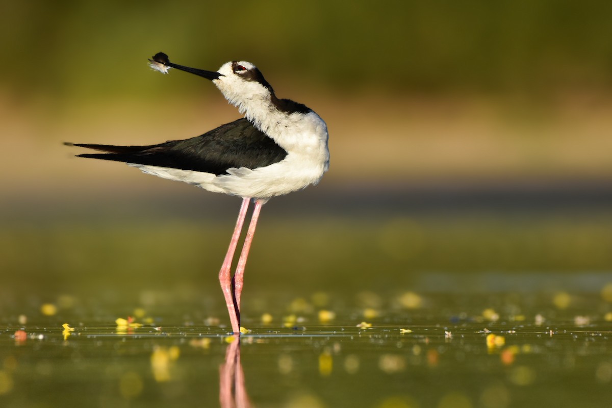 Black-necked Stilt - ML620522253