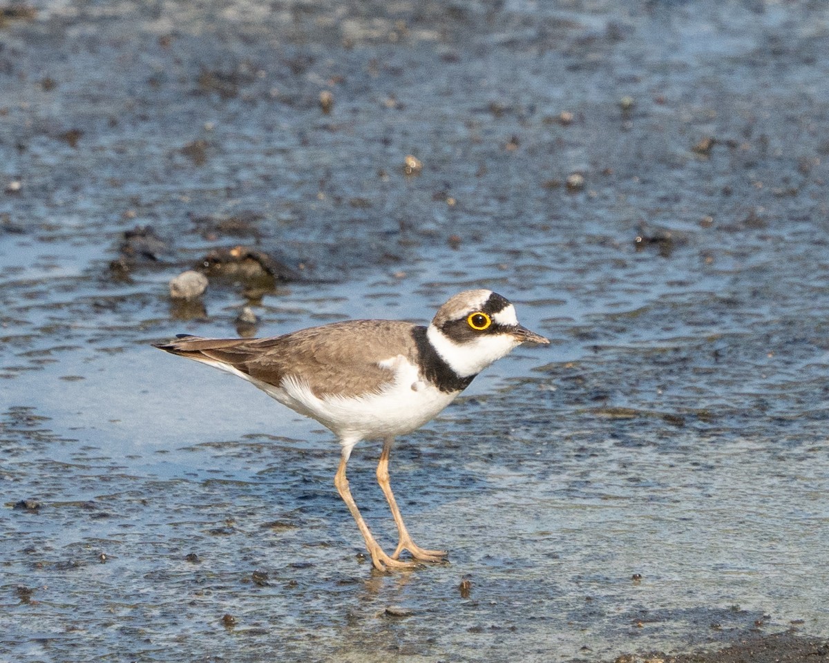 Little Ringed Plover - ML620522255