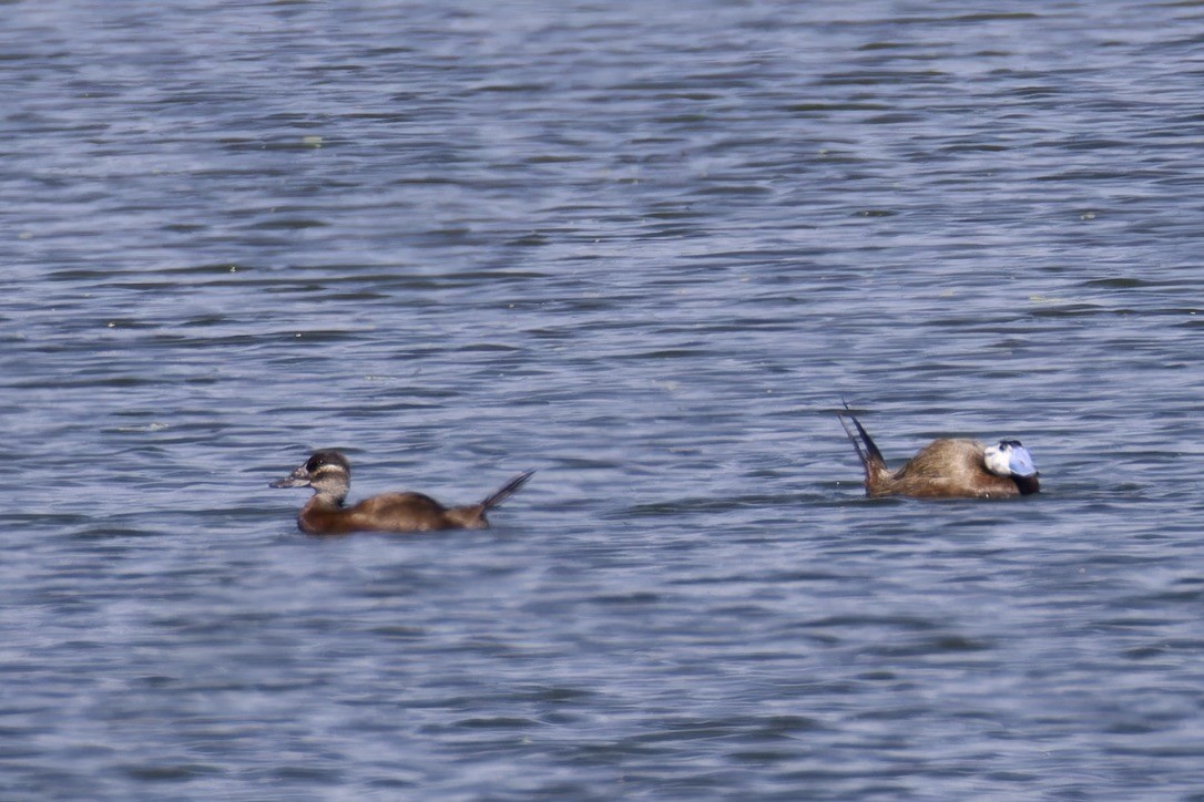 White-headed Duck - ML620522262