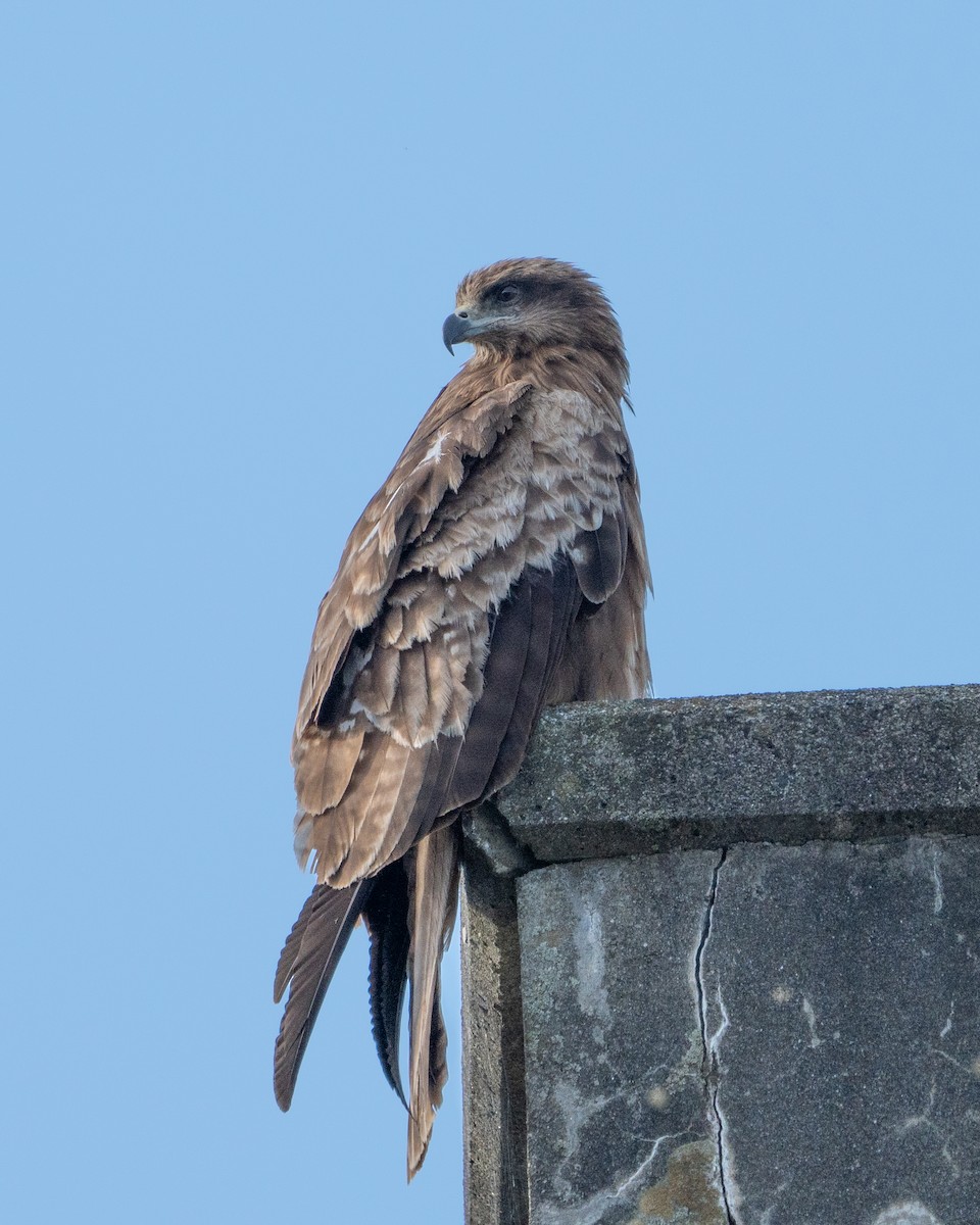 Black Kite - ML620522265