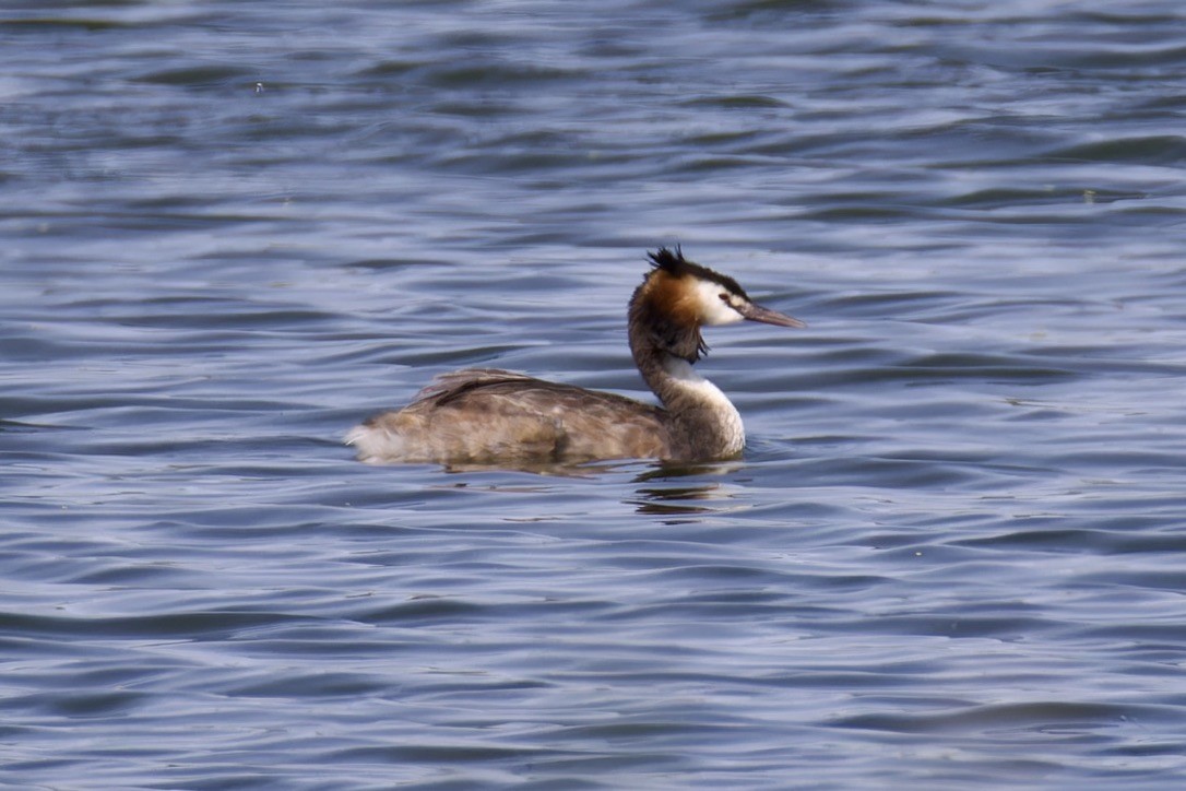 Great Crested Grebe - ML620522266