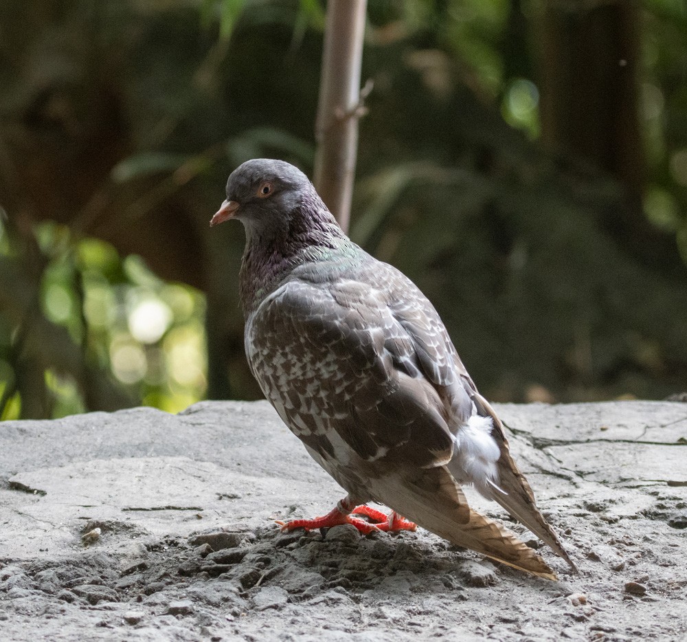 Rock Pigeon (Feral Pigeon) - ML620522267