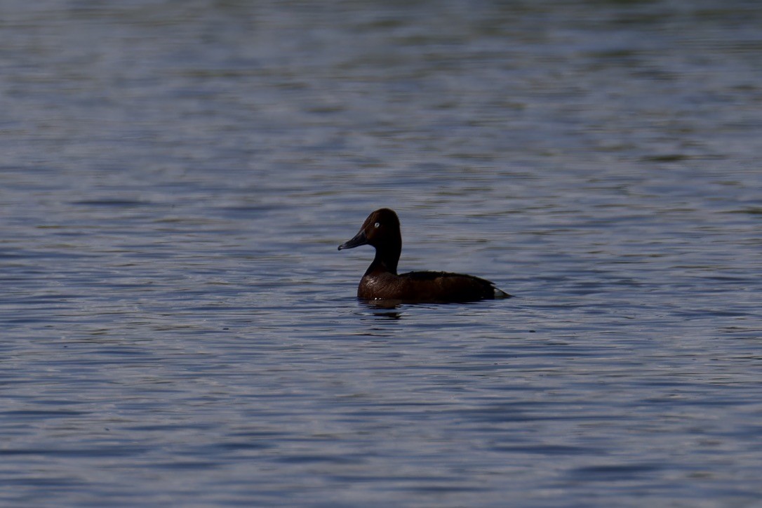 Ferruginous Duck - ML620522268