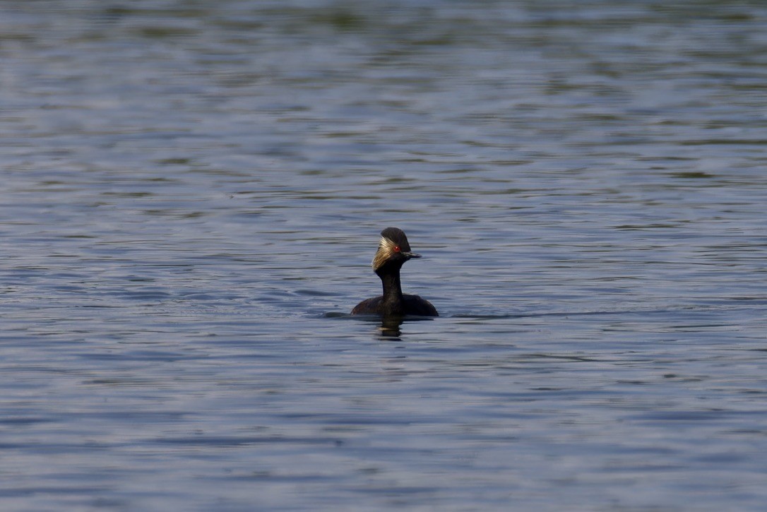 Eared Grebe - ML620522269