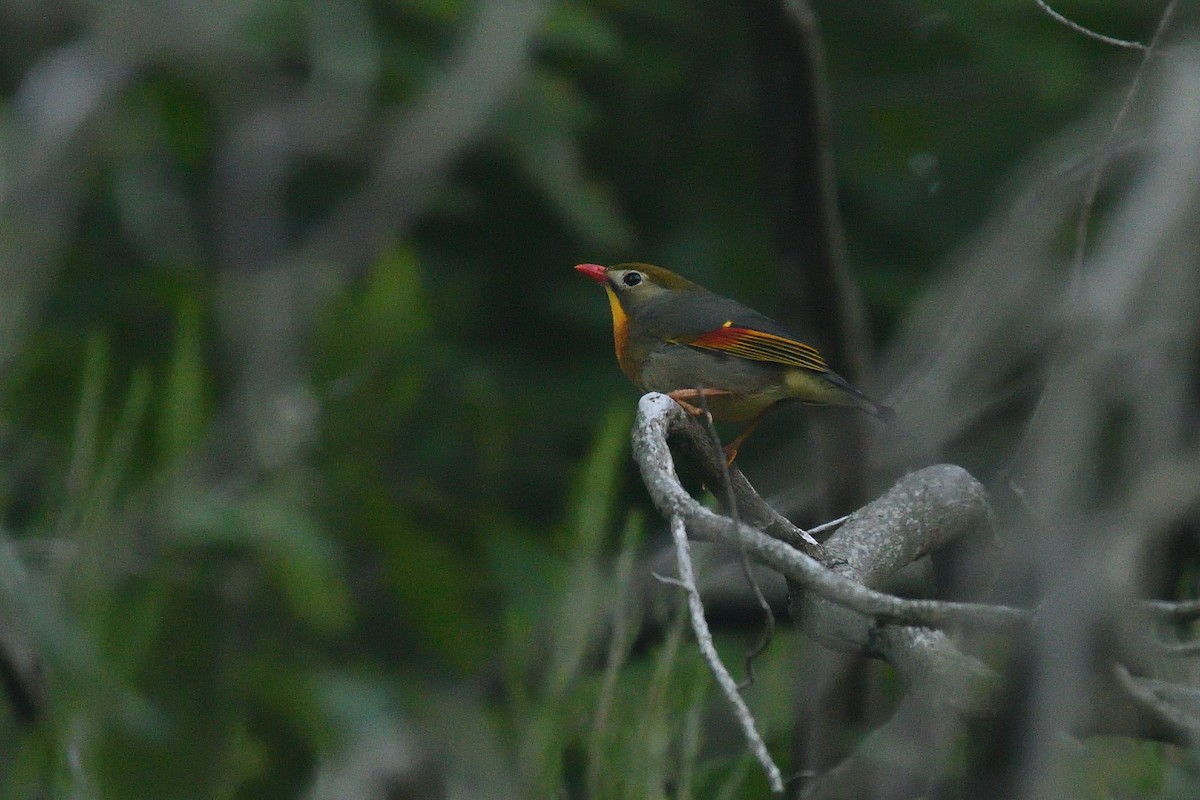 Red-billed Leiothrix - ML620522270