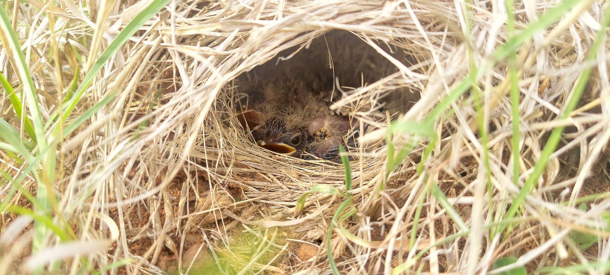 Jerdon's Bushlark - ML620522271