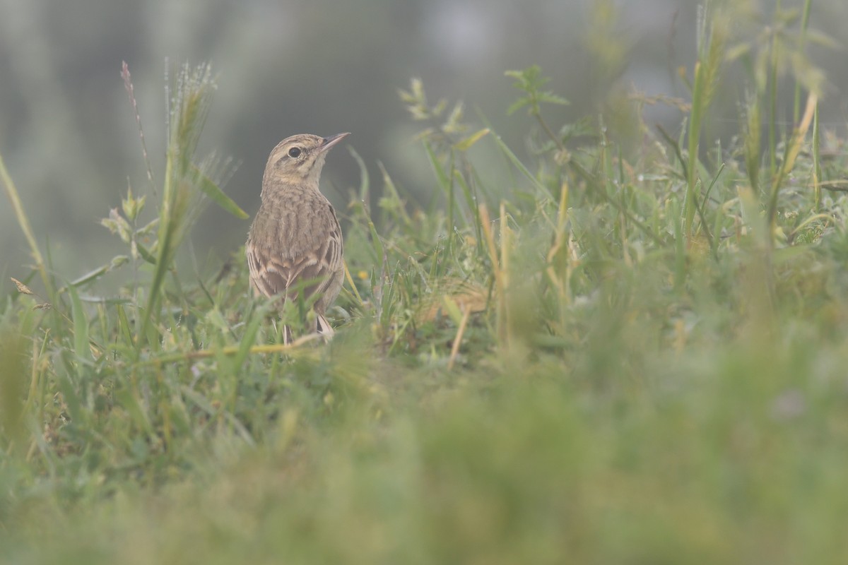 Tawny Pipit - ML620522278