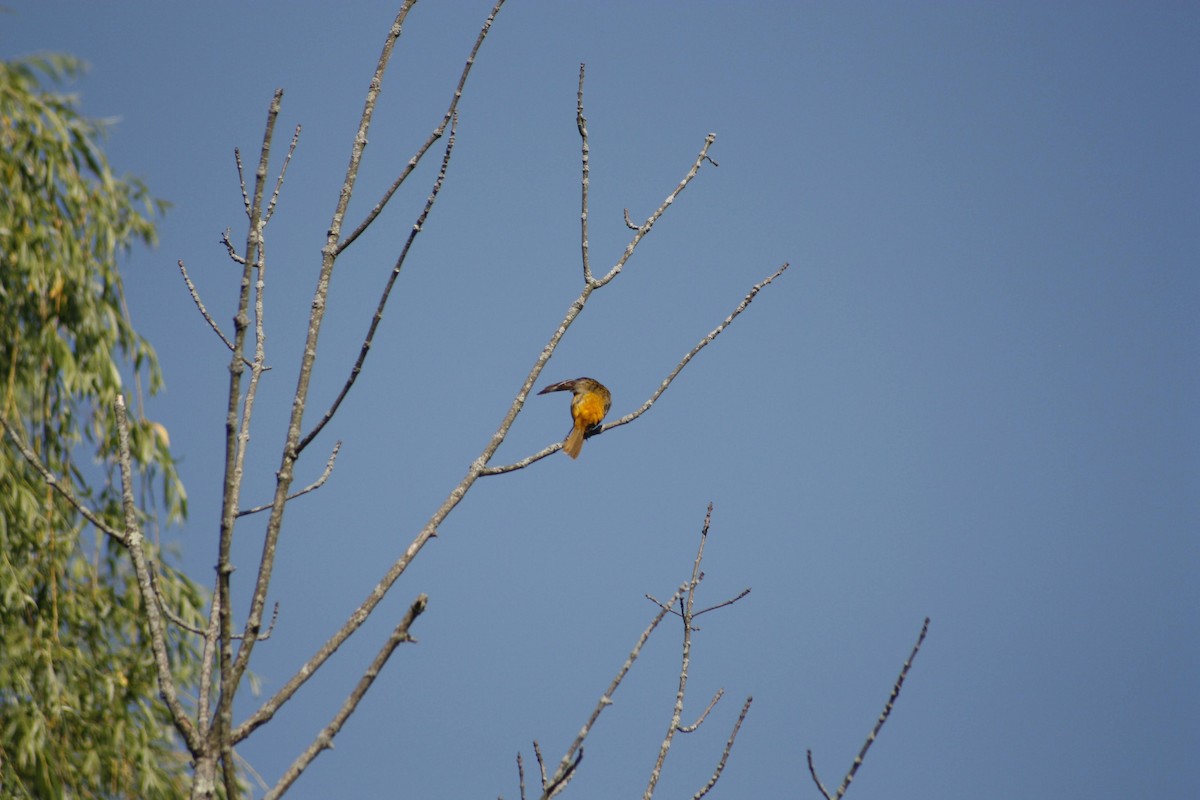 Baltimore Oriole - ML620522285