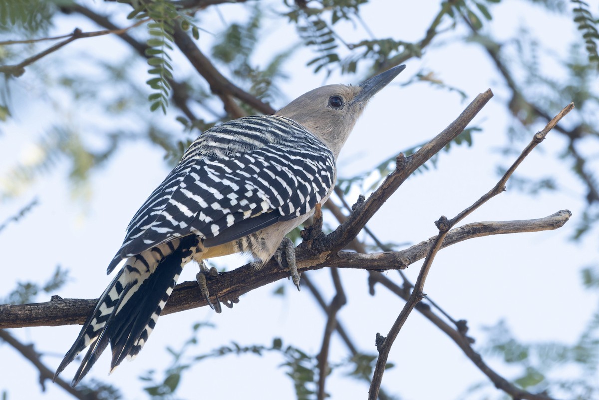 Gila Woodpecker - ML620522289