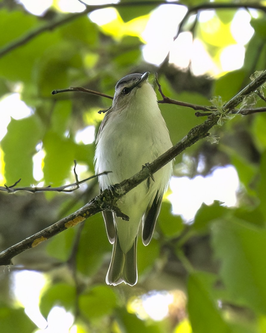 Vireo Ojirrojo - ML620522290