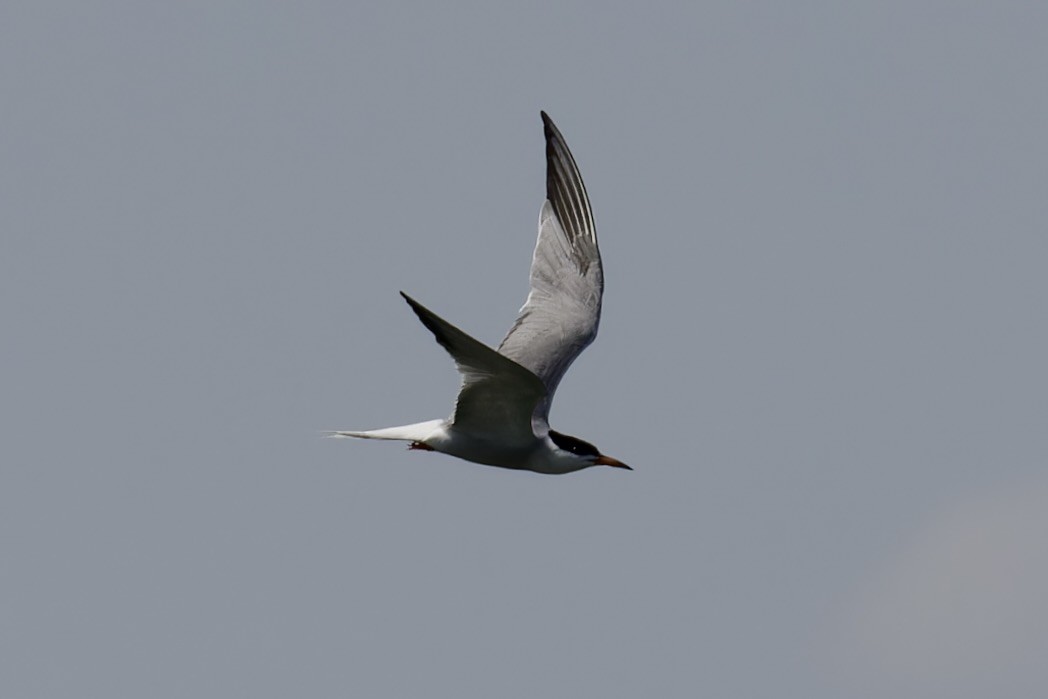 Common Tern - ML620522292