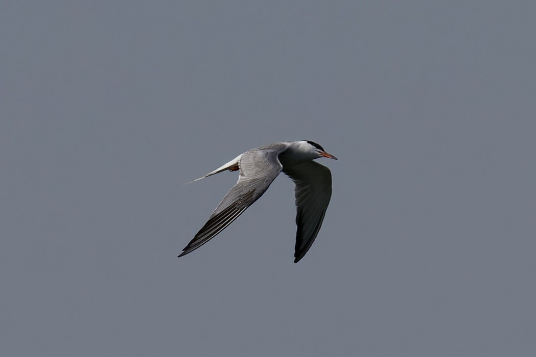 Common Tern - ML620522293