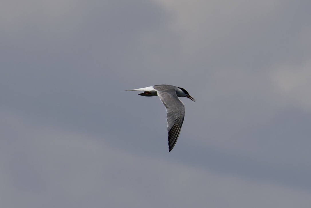 Common Tern - ML620522294