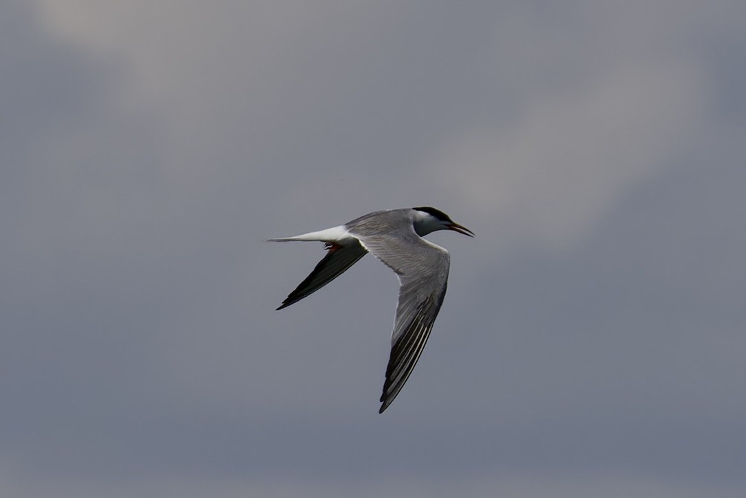 Common Tern - ML620522295