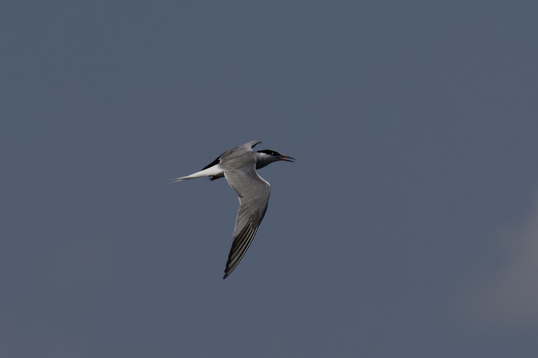 Common Tern - ML620522296