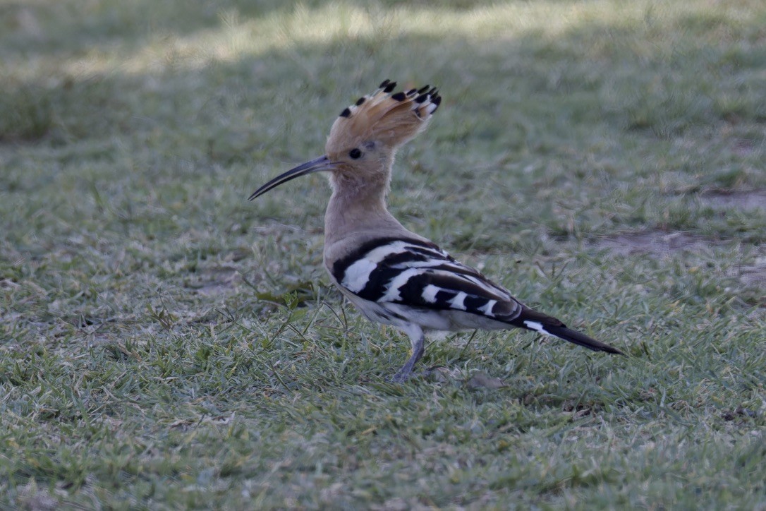 Eurasian Hoopoe - ML620522306