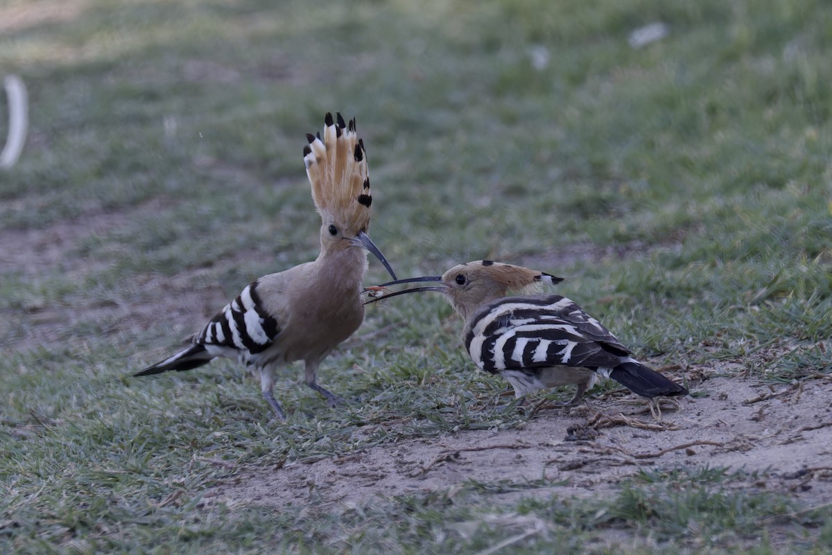 Eurasian Hoopoe - Ted Burkett