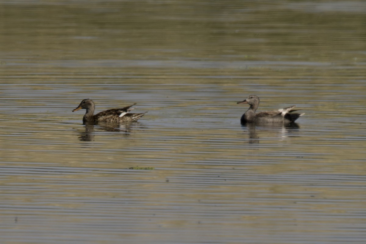 Gadwall - ML620522315