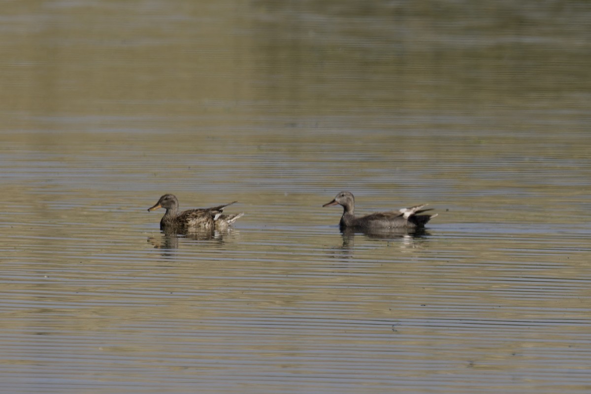 Gadwall - ML620522318