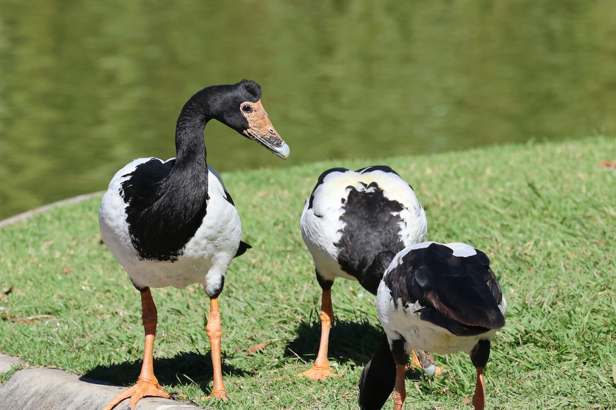 Magpie Goose - ML620522323