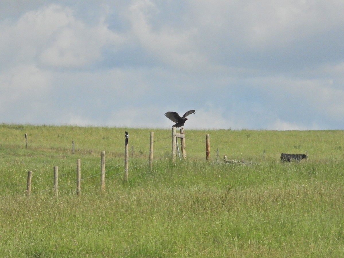 Turkey Vulture - TWS CWB