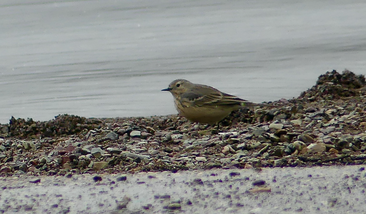 American Pipit - ML620522326