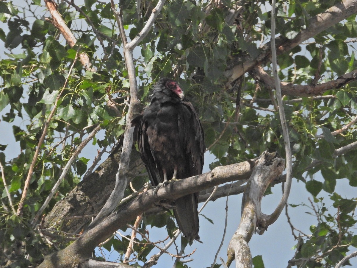 Turkey Vulture - ML620522327