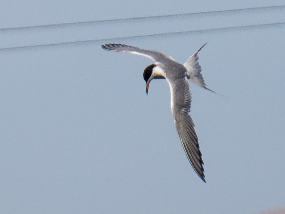 Forster's Tern - ML620522332