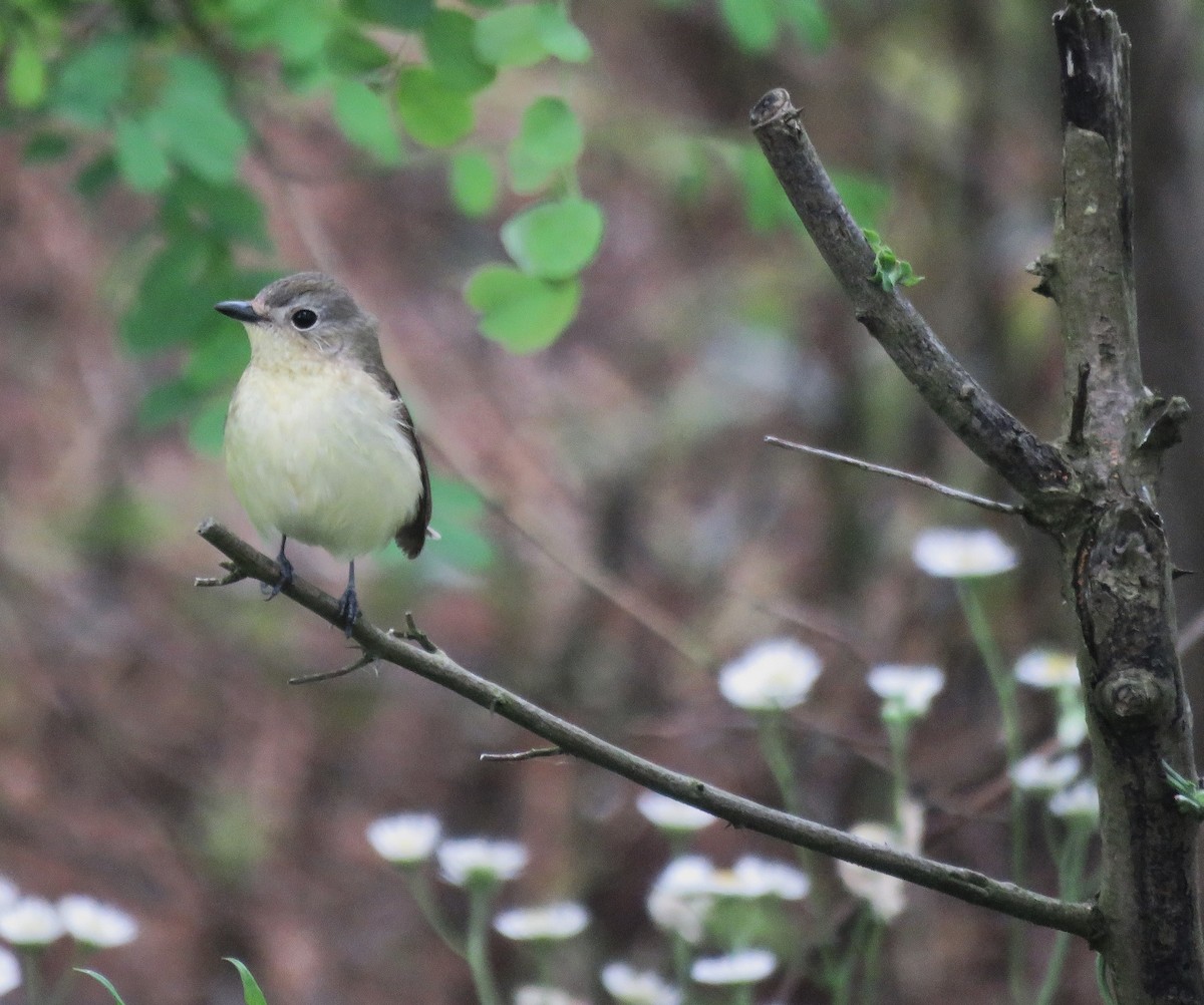 Gobemouche à croupion jaune - ML620522337