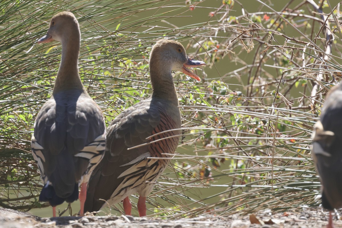 Plumed Whistling-Duck - ML620522346