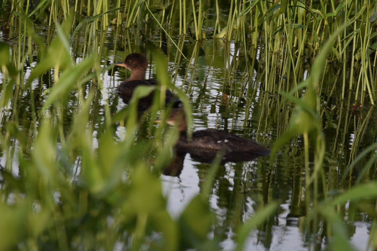 Hooded Merganser - ML620522347