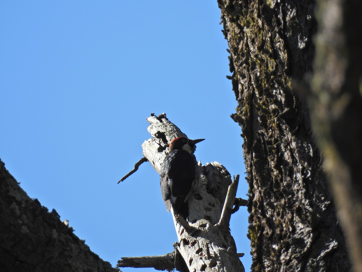Acorn Woodpecker - ML620522348