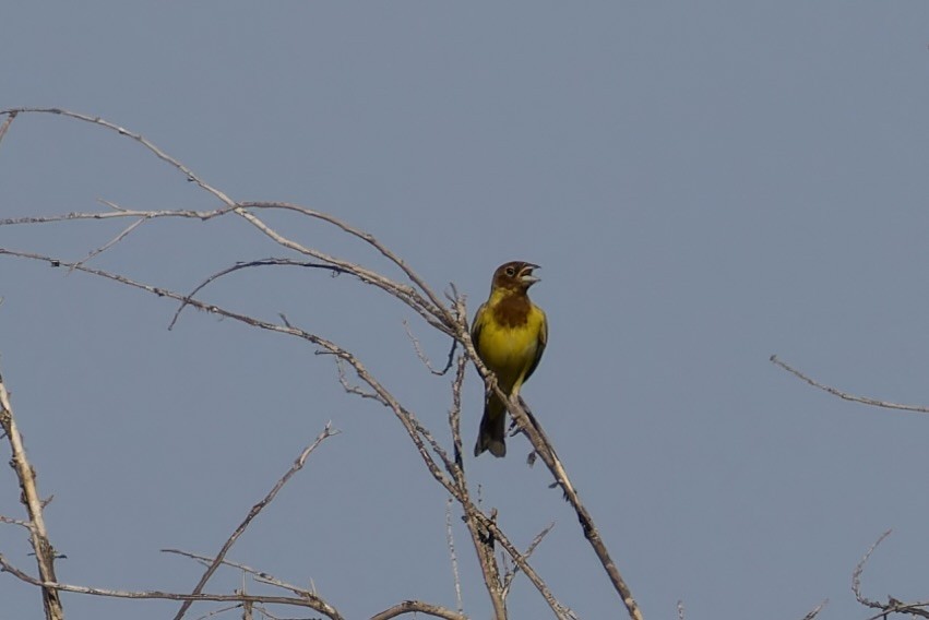 Red-headed Bunting - ML620522350