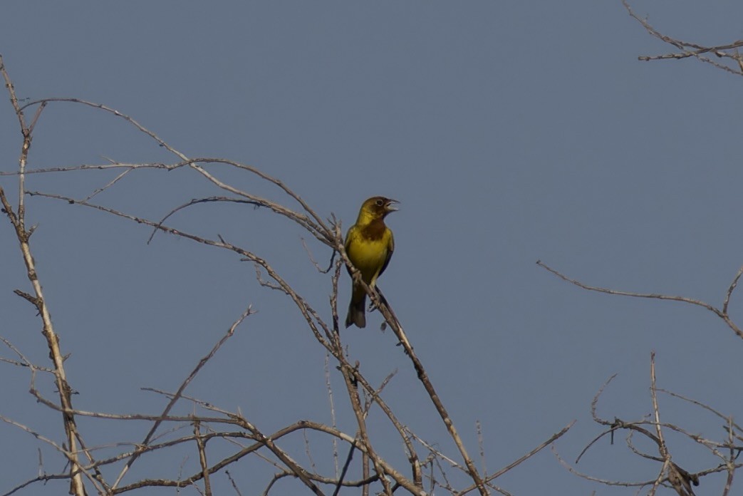 Red-headed Bunting - ML620522352