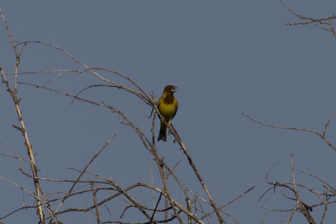 Red-headed Bunting - ML620522353