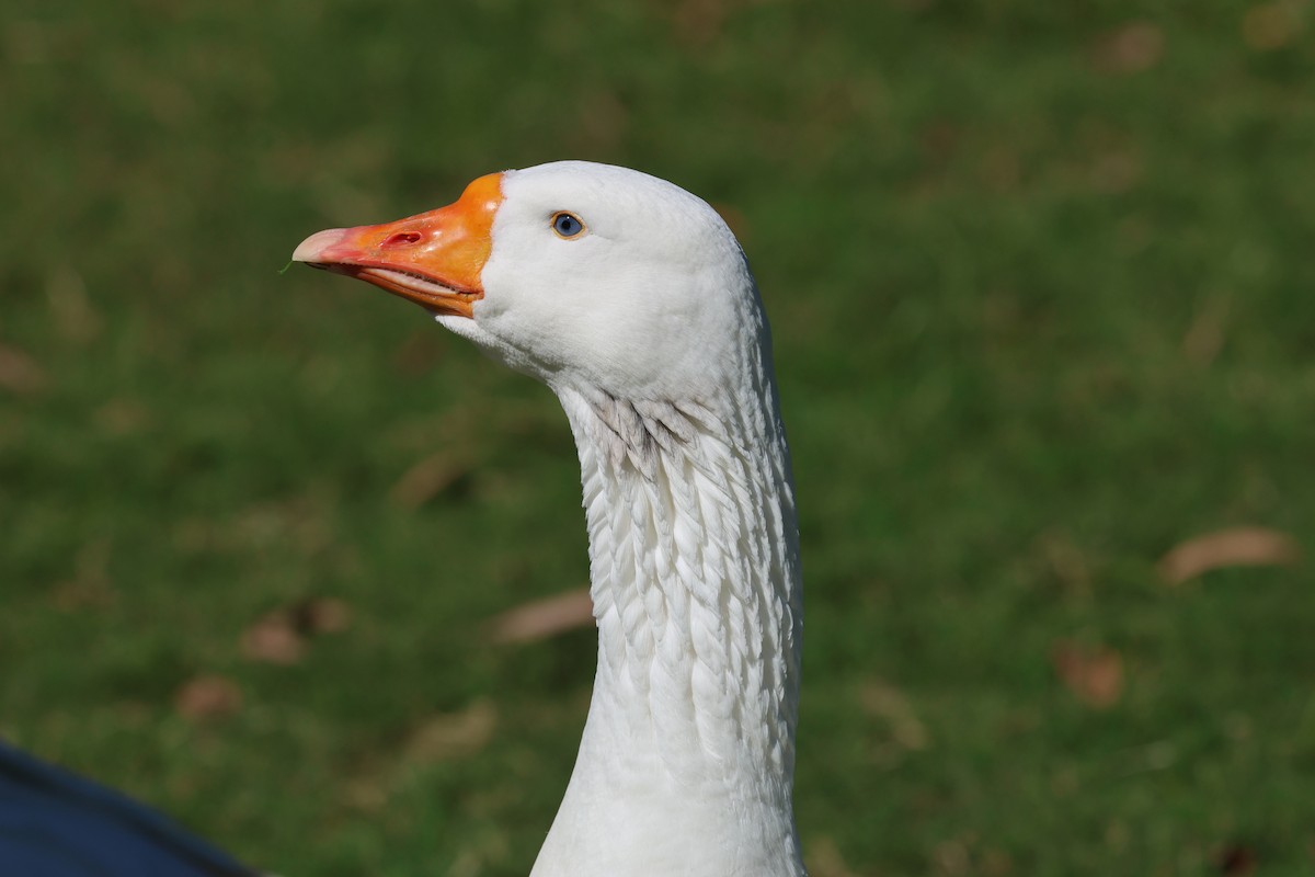 Domestic goose sp. (Domestic type) - ML620522355