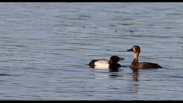 Lesser Scaup - ML620522357