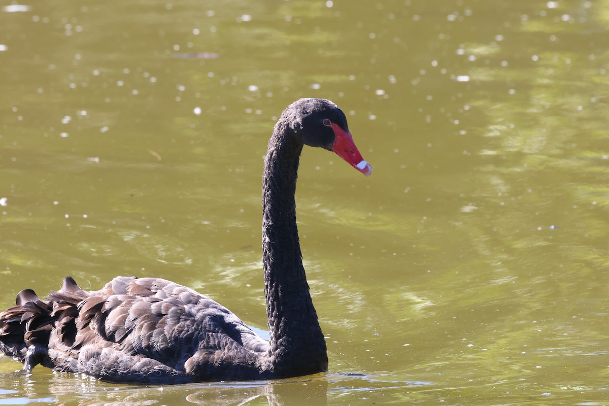 Black Swan - ML620522361
