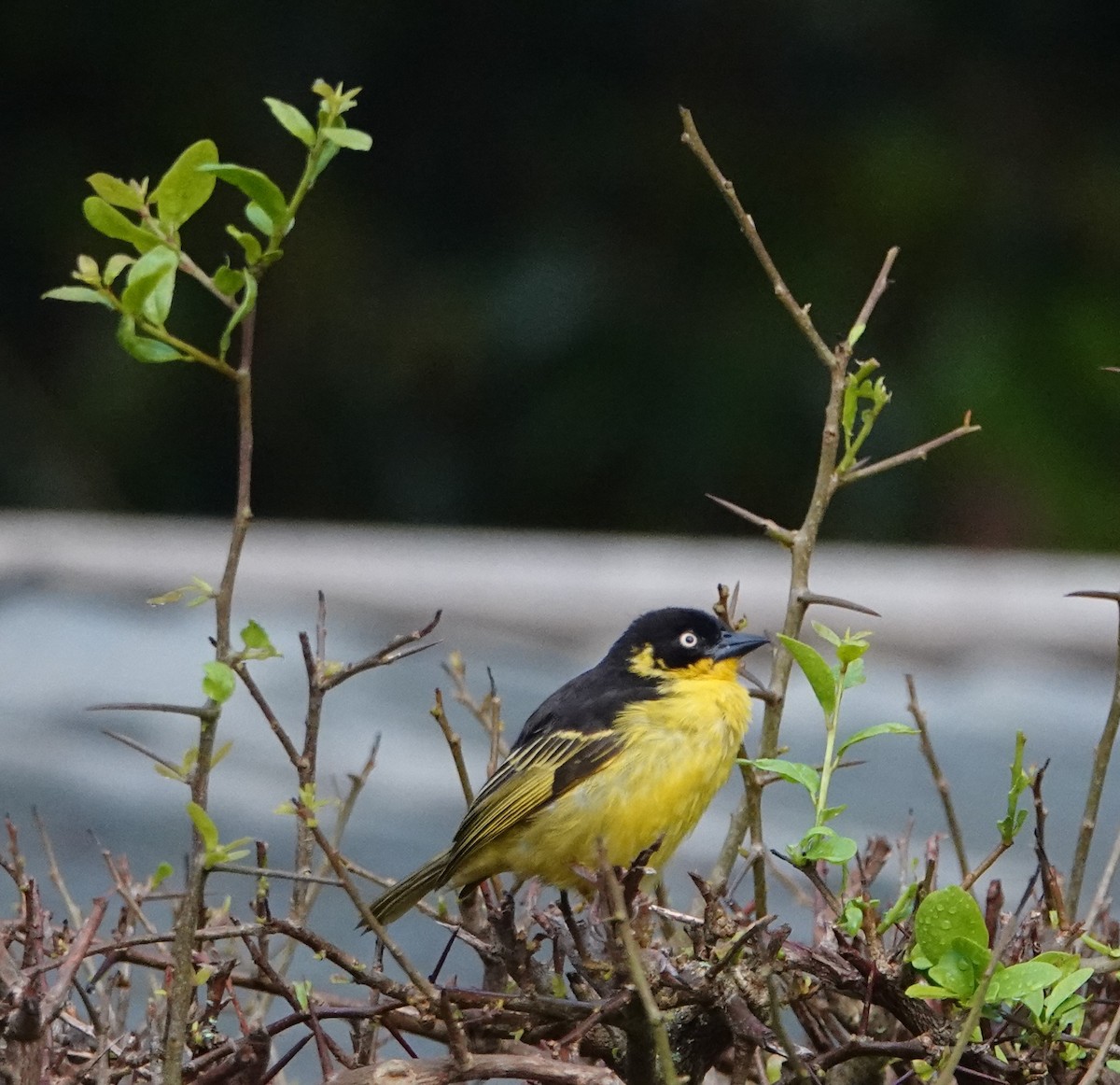 Baglafecht Weaver - ML620522367