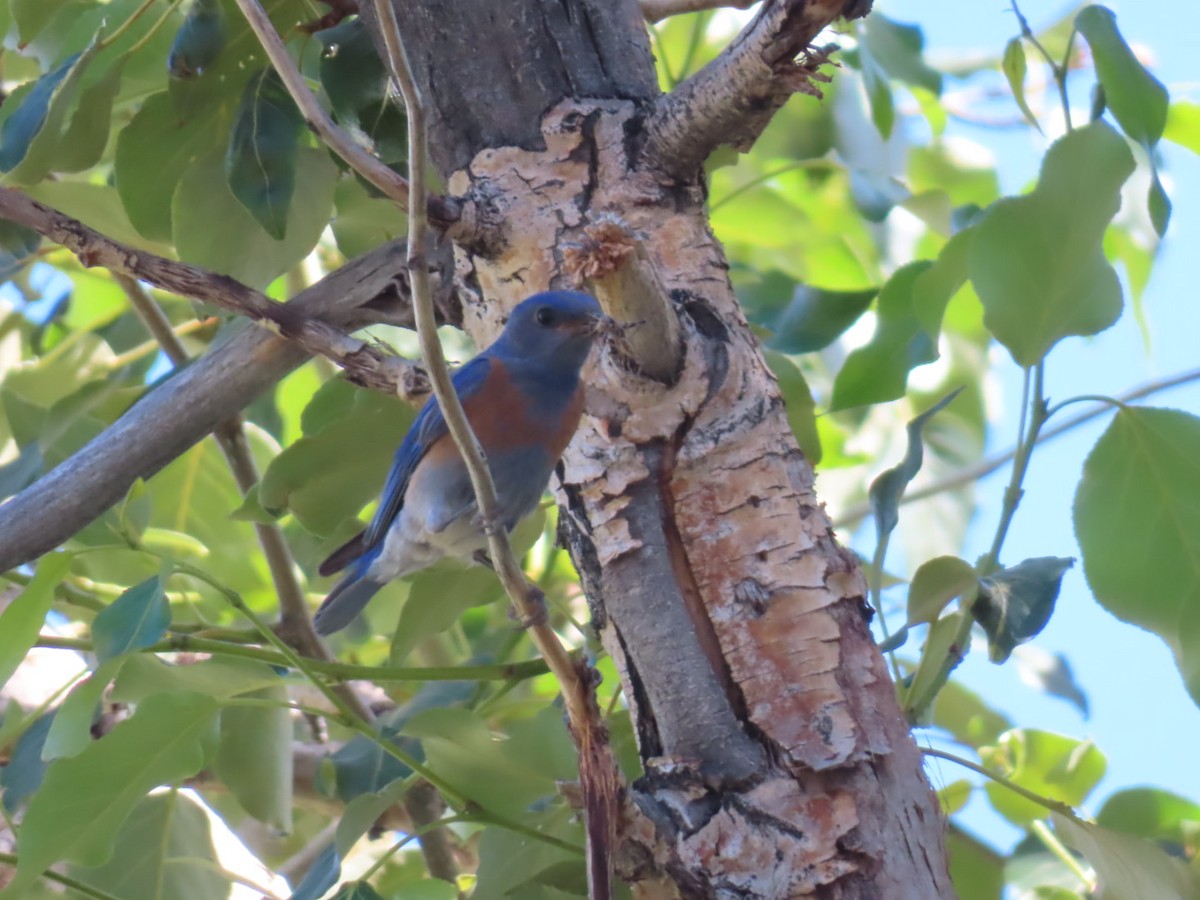 Western Bluebird - ML620522372