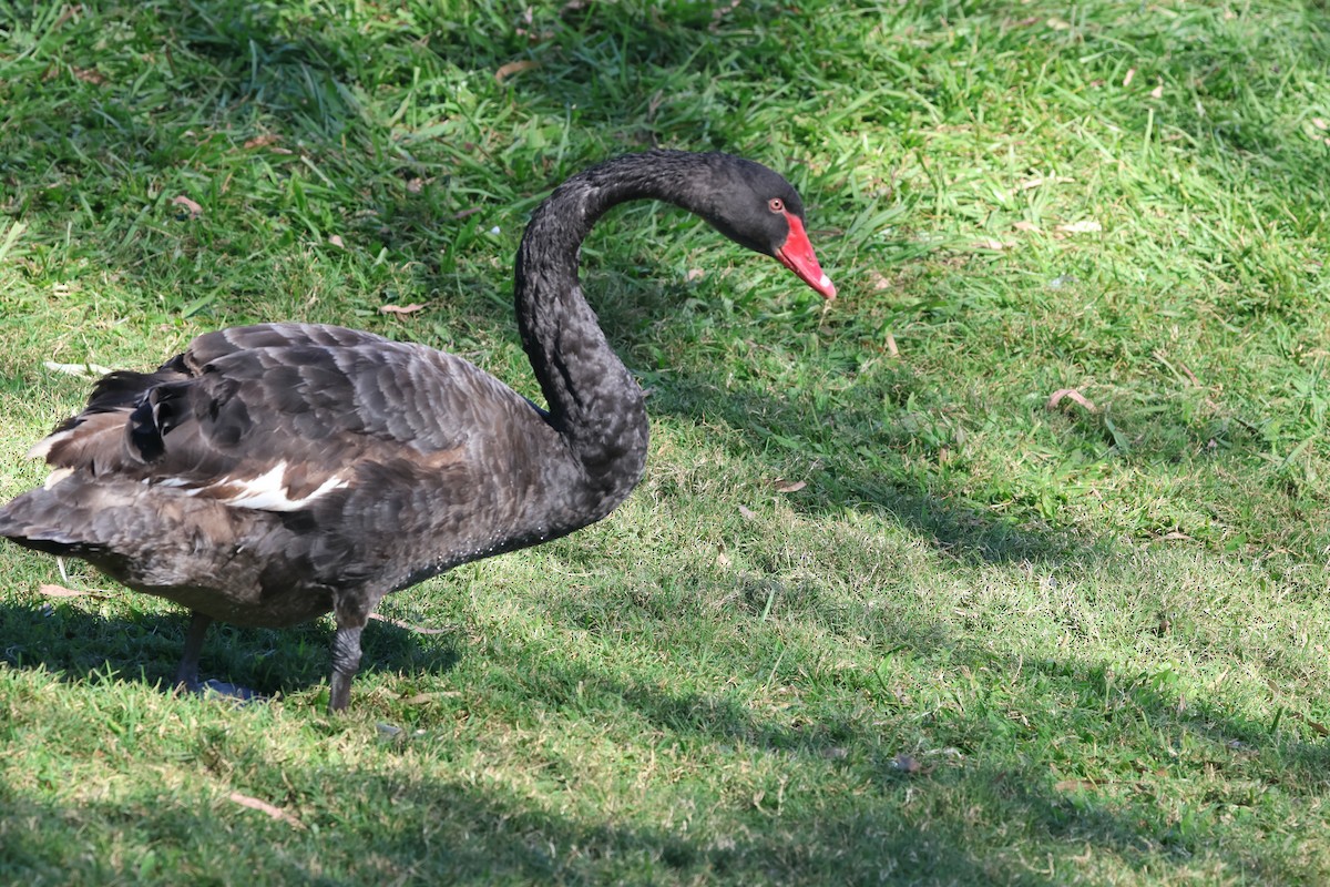 Black Swan - ML620522376