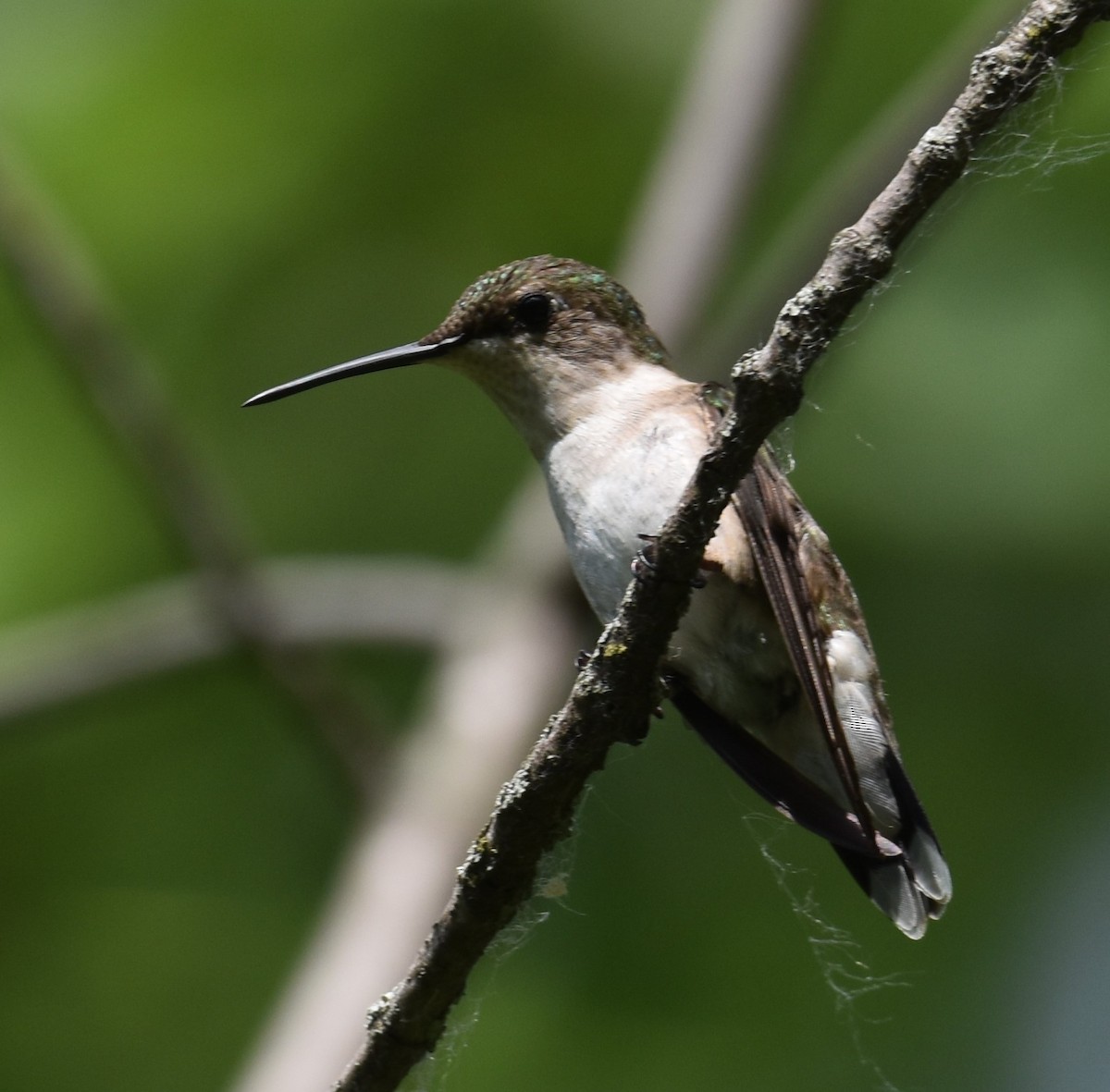 Ruby-throated Hummingbird - ML620522377