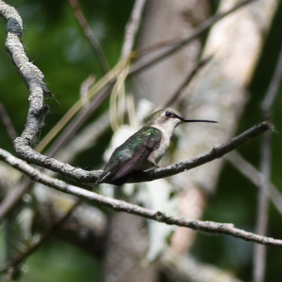 Ruby-throated Hummingbird - David and Ann Snodgrass
