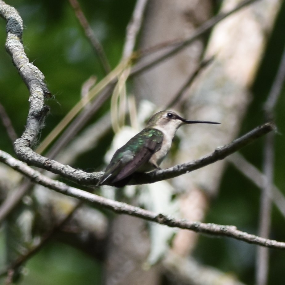 Ruby-throated Hummingbird - ML620522379
