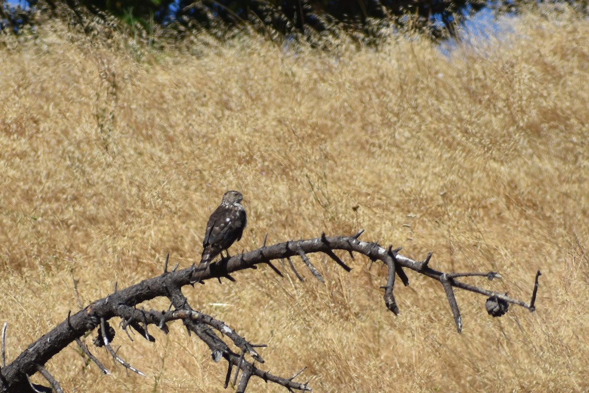 Cooper's Hawk - ML620522380