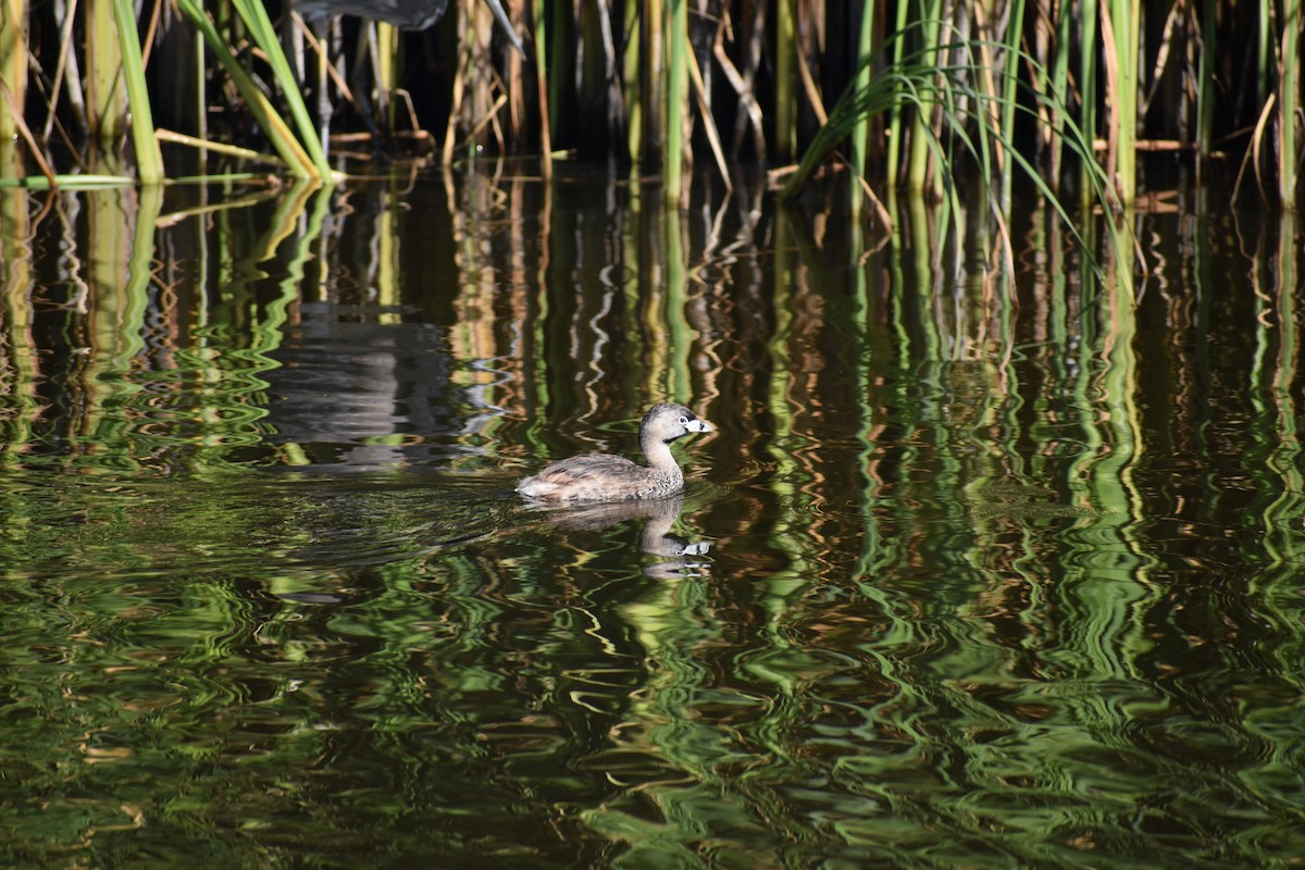 Pied-billed Grebe - ML620522381