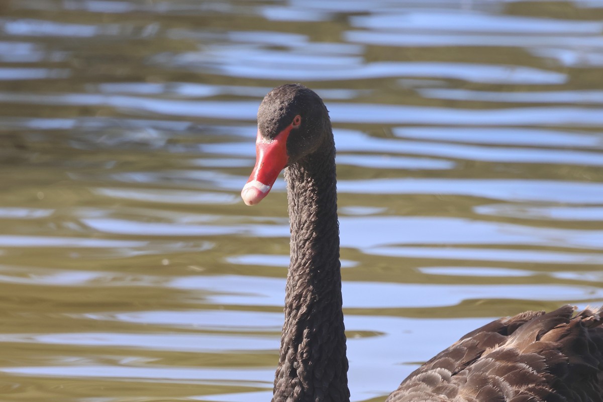 Black Swan - ML620522382