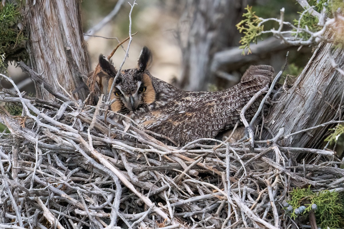 Long-eared Owl - ML620522387