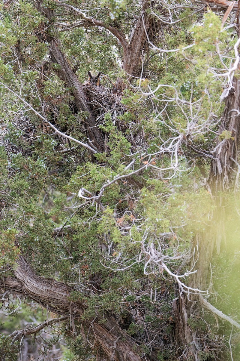 Long-eared Owl - Jeff Cooper